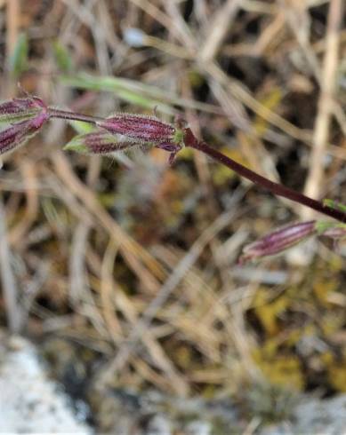 Fotografia de capa Silene nemoralis - do Jardim Botânico