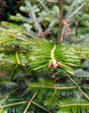 Fotografia 12 da espécie Abies nordmanniana no Jardim Botânico UTAD