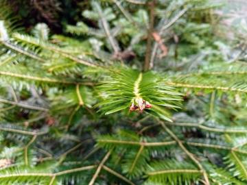 Fotografia da espécie Abies nordmanniana