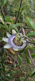 Fotografia da espécie Passiflora caerulea