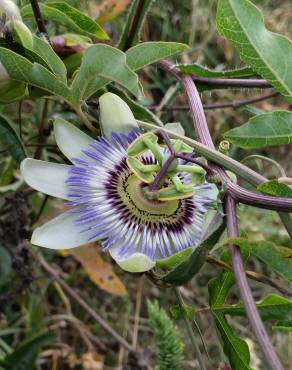 Fotografia 8 da espécie Passiflora caerulea no Jardim Botânico UTAD