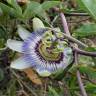 Fotografia 8 da espécie Passiflora caerulea do Jardim Botânico UTAD