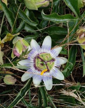 Fotografia 9 da espécie Passiflora caerulea no Jardim Botânico UTAD