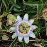 Fotografia 9 da espécie Passiflora caerulea do Jardim Botânico UTAD