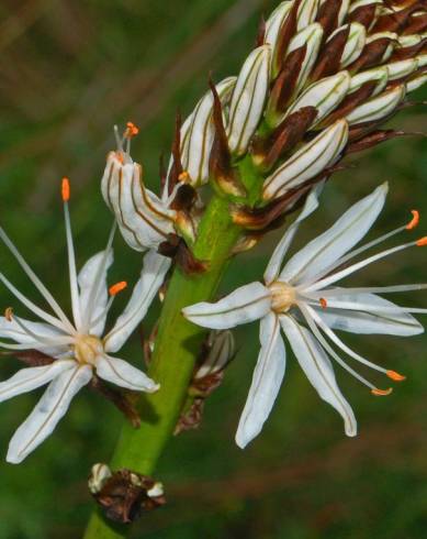 Fotografia de capa Asphodelus macrocarpus subesp. macrocarpus - do Jardim Botânico