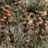 Fotografia 7 da espécie Asphodelus cerasiferus do Jardim Botânico UTAD