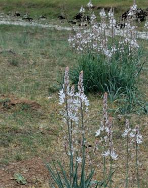 Fotografia 8 da espécie Asphodelus cerasiferus no Jardim Botânico UTAD