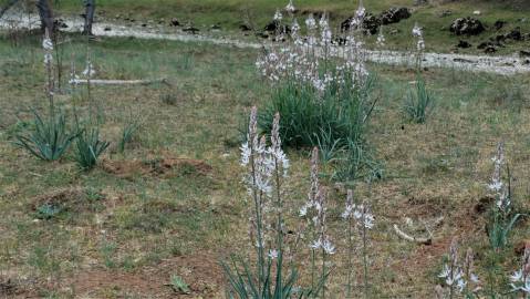 Fotografia da espécie Asphodelus cerasiferus