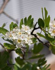 Crataegus azarolus