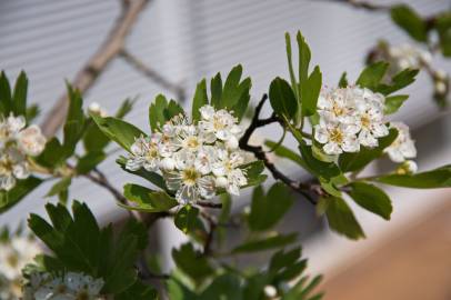 Fotografia da espécie Crataegus azarolus