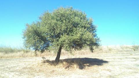 Fotografia da espécie Crataegus azarolus