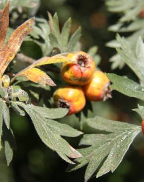 Fotografia 3 da espécie Crataegus azarolus no Jardim Botânico UTAD