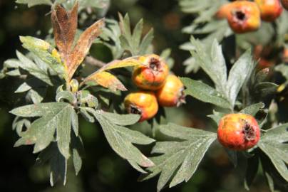 Fotografia da espécie Crataegus azarolus