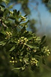 Fotografia da espécie Crataegus azarolus