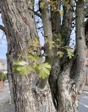 Fotografia 5 da espécie Crataegus azarolus no Jardim Botânico UTAD