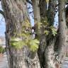 Fotografia 5 da espécie Crataegus azarolus do Jardim Botânico UTAD