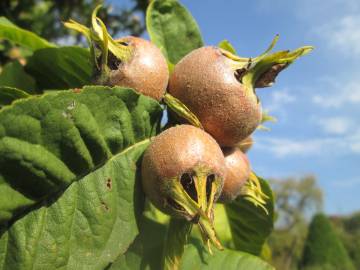 Fotografia da espécie Crataegus germanica