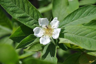 Fotografia da espécie Crataegus germanica