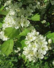 Fotografia da espécie Crataegus laevigata