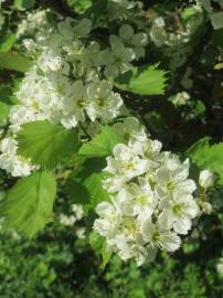 Fotografia da espécie Crataegus laevigata