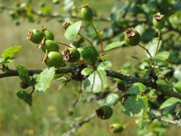 Fotografia da espécie Crataegus laevigata