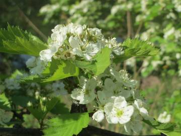 Fotografia da espécie Crataegus laevigata