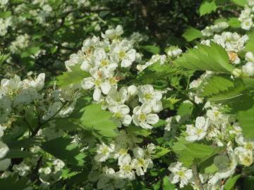 Fotografia da espécie Crataegus laevigata