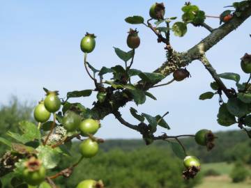 Fotografia da espécie Crataegus laevigata