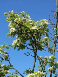 Fotografia da espécie Crataegus laevigata