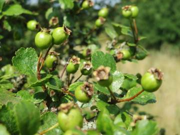 Fotografia da espécie Crataegus laevigata