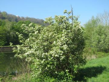 Fotografia da espécie Crataegus laevigata