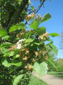 Fotografia da espécie Crataegus laevigata