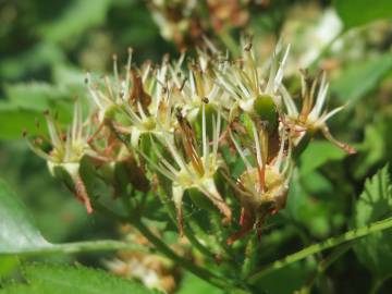 Fotografia da espécie Crataegus laevigata