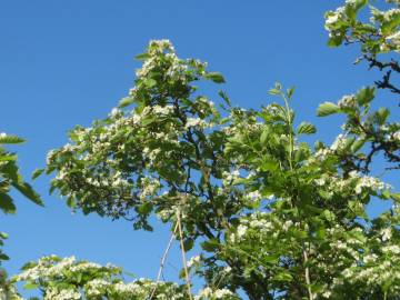 Fotografia da espécie Crataegus laevigata