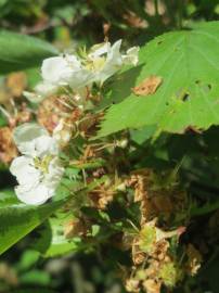 Fotografia da espécie Crataegus laevigata