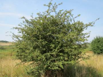 Fotografia da espécie Crataegus laevigata