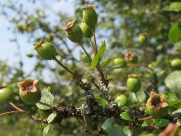 Fotografia da espécie Crataegus laevigata