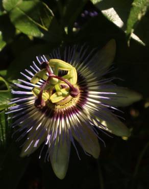 Fotografia 10 da espécie Passiflora caerulea no Jardim Botânico UTAD