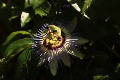 Fotografia da espécie Passiflora caerulea