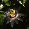 Fotografia 10 da espécie Passiflora caerulea do Jardim Botânico UTAD
