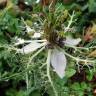 Fotografia 30 da espécie Nigella damascena do Jardim Botânico UTAD