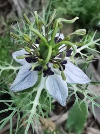 Fotografia da espécie Nigella damascena