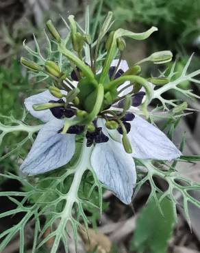 Fotografia 31 da espécie Nigella damascena no Jardim Botânico UTAD