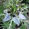 Fotografia 31 da espécie Nigella damascena do Jardim Botânico UTAD