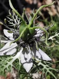 Fotografia da espécie Nigella damascena