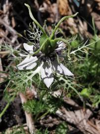 Fotografia da espécie Nigella damascena