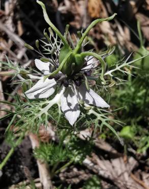 Fotografia 33 da espécie Nigella damascena no Jardim Botânico UTAD