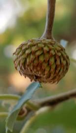 Fotografia da espécie Quercus castaneifolia