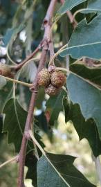 Fotografia da espécie Quercus castaneifolia