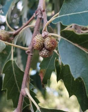 Fotografia 19 da espécie Quercus castaneifolia no Jardim Botânico UTAD